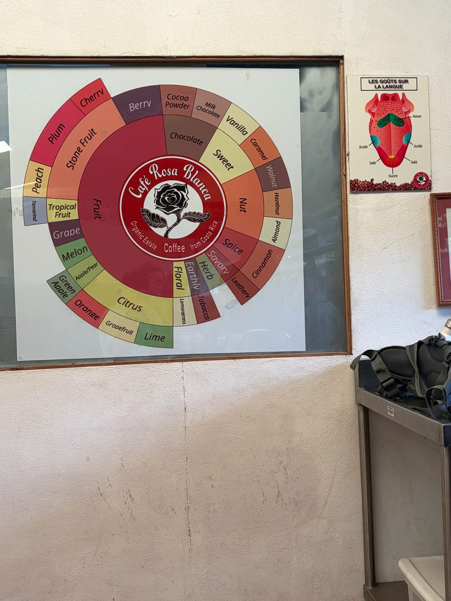 Coffee flavor wheel illustrating common tasting notes, including fruit, citrus, floral, spice, nut, sweet, chocolate, and berry flavors.